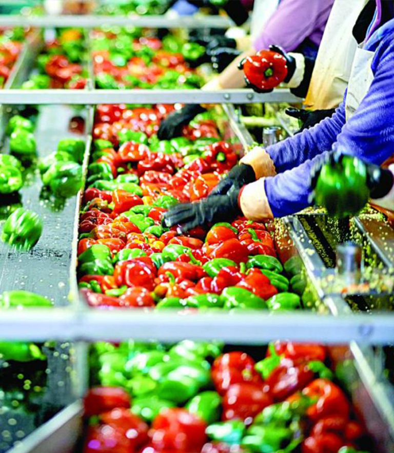 Farm and manufacturing project